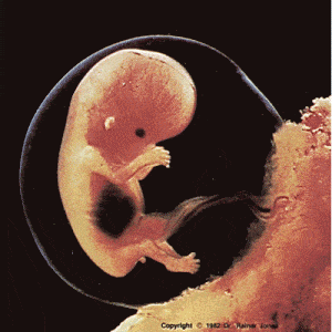 We were an egg in our grandmother's womb. 10 week foetus. Photo by Lennart Nilsson
