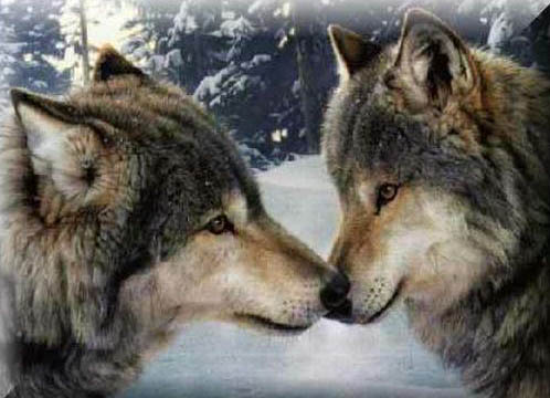 The Time of the Lone Wolf is Over The Time of the Lone Wolf is Over