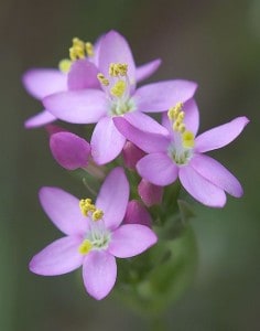 Centaury