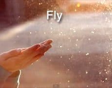 fly celine dion