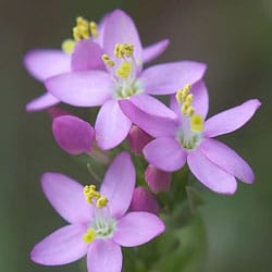 flower essence centaury