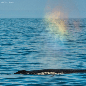 Whale irridescence- photo by William Drumm