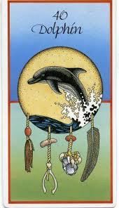 dolphin medicine card