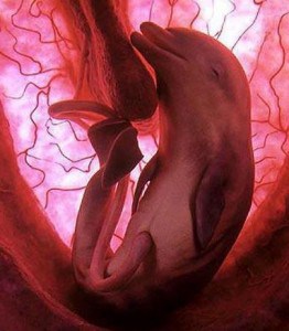 dolphin_in_womb