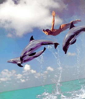 dolphins