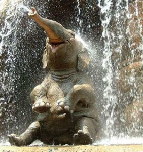 laughing-elephant