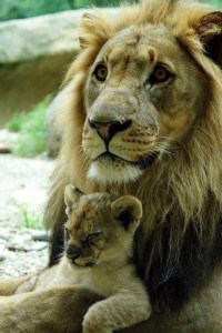 lion-and-cub