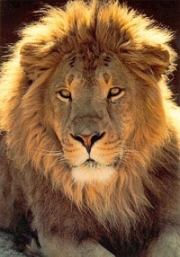 lion